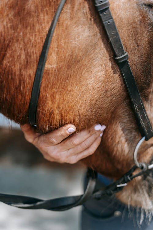 Foto d'estoc gratuïta de animal, cavall, mà