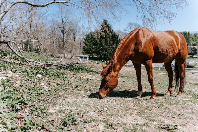 Brown Horse Eating Grass