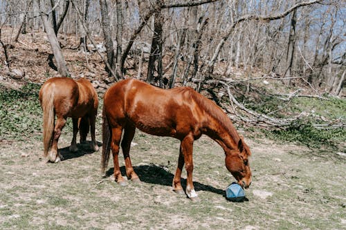 Gratis arkivbilde med @outdoor, brun hest, dyr