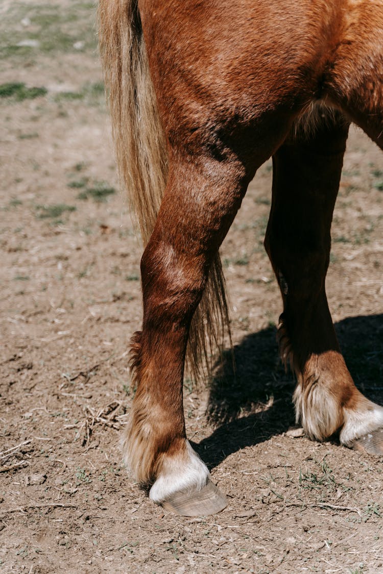 Close Up Of Horse Leg