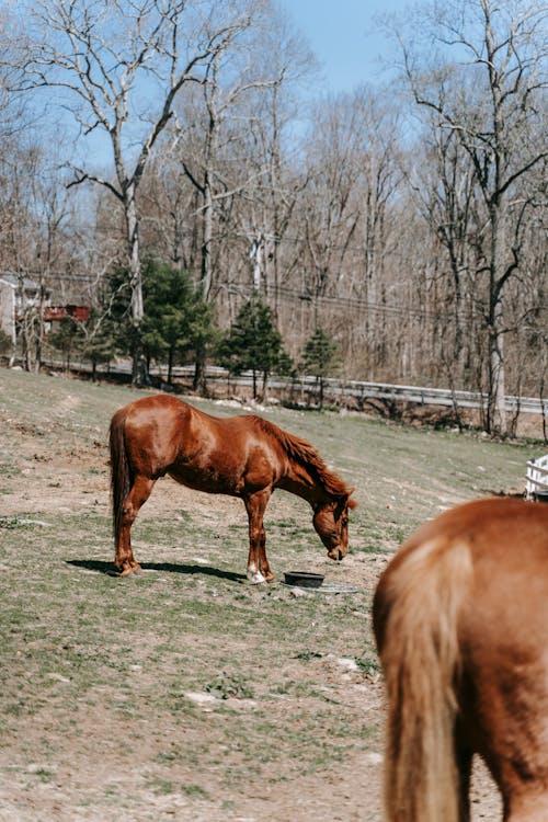 grátis Foto profissional grátis de animal, campo de grama, cavalo Foto profissional