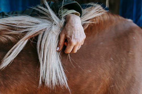 Close Up Shot of a Person Holding Brown Horse Head
