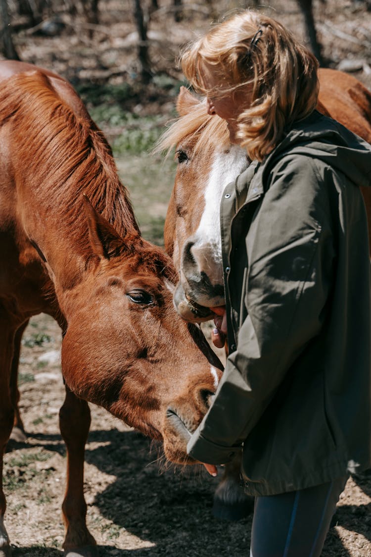 A Woman Feeding The Horses