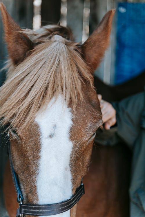 Foto profissional grátis de animal da fazenda, animal doméstico, cabeça