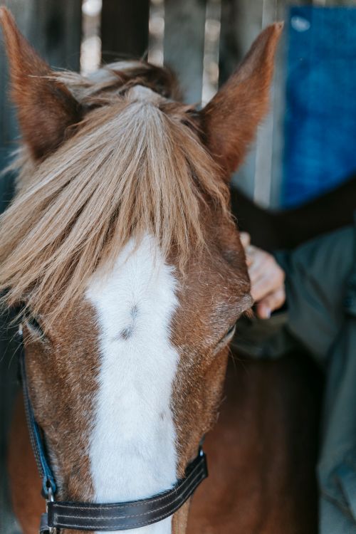 Free Detailed close-up of a brown horse's head and mane, highlighting its thoughtful expression. Stock Photo