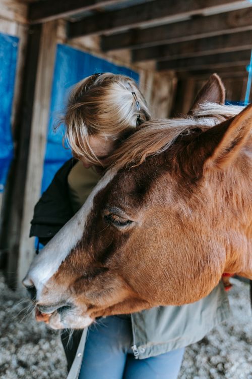 Free A gentle moment of bonding between a woman and her horse inside a rustic barn. Stock Photo