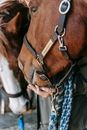 A Person Holding a Brown Horse