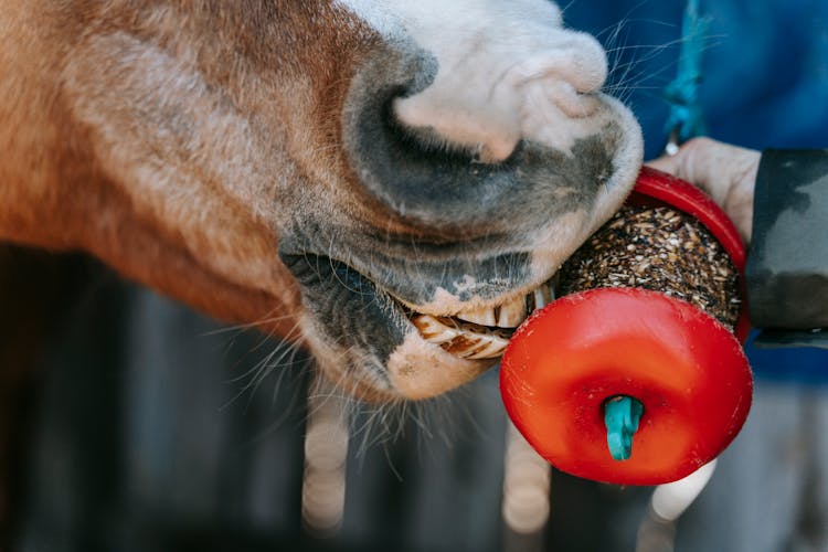 Close-up Of Horse Eating Snack