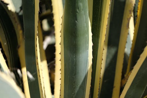 Free stock photo of cactus, cactus plants