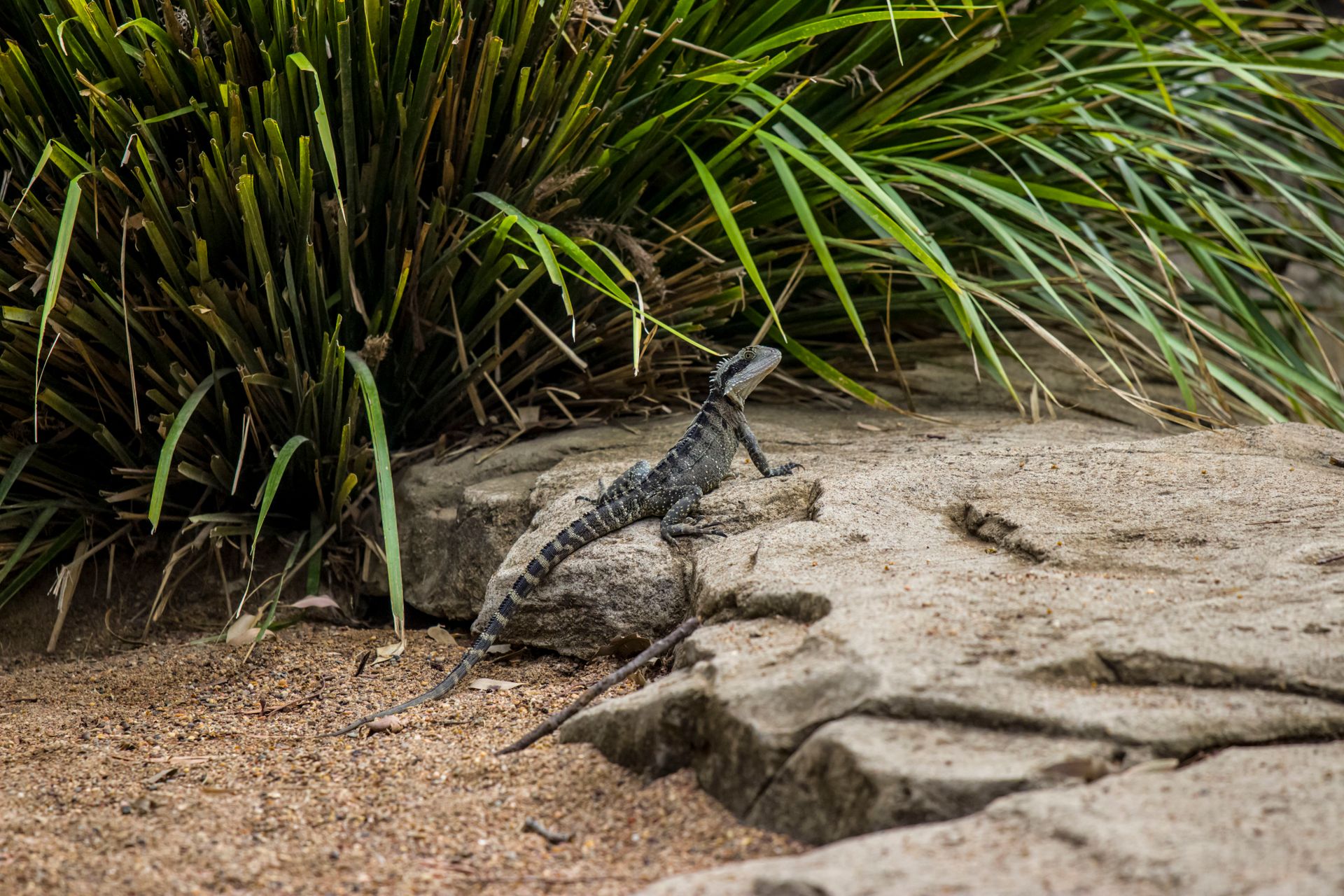 Australian Water Dragon (Intellagama lesueurii) on rock near greenery.