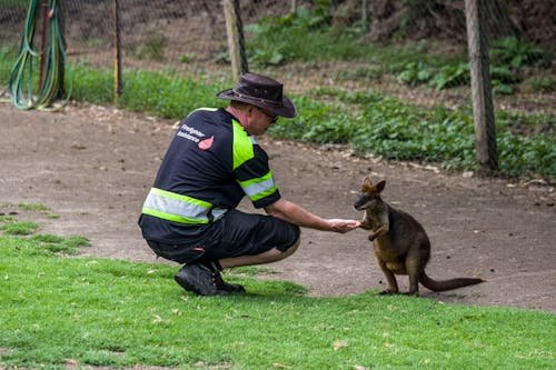 Gratis stockfoto met Australië, beest, buiten