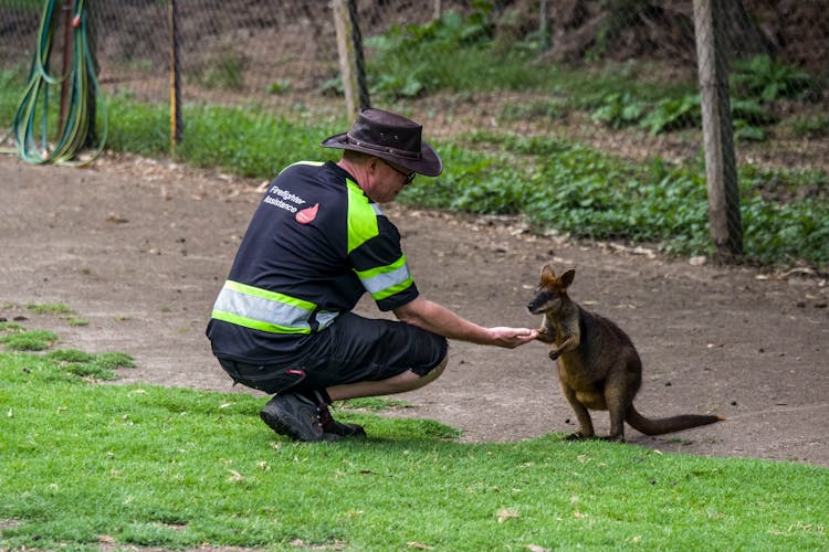 Man Feeding A Wallaby