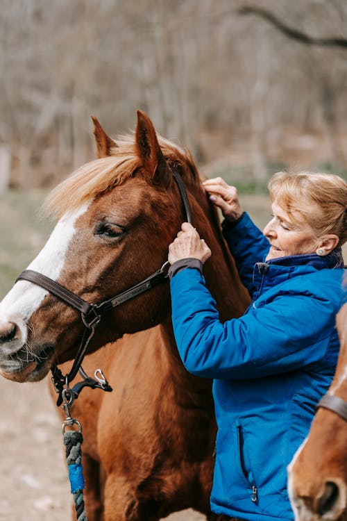 Imagine de stoc gratuită din a închide, animal, animale domestice