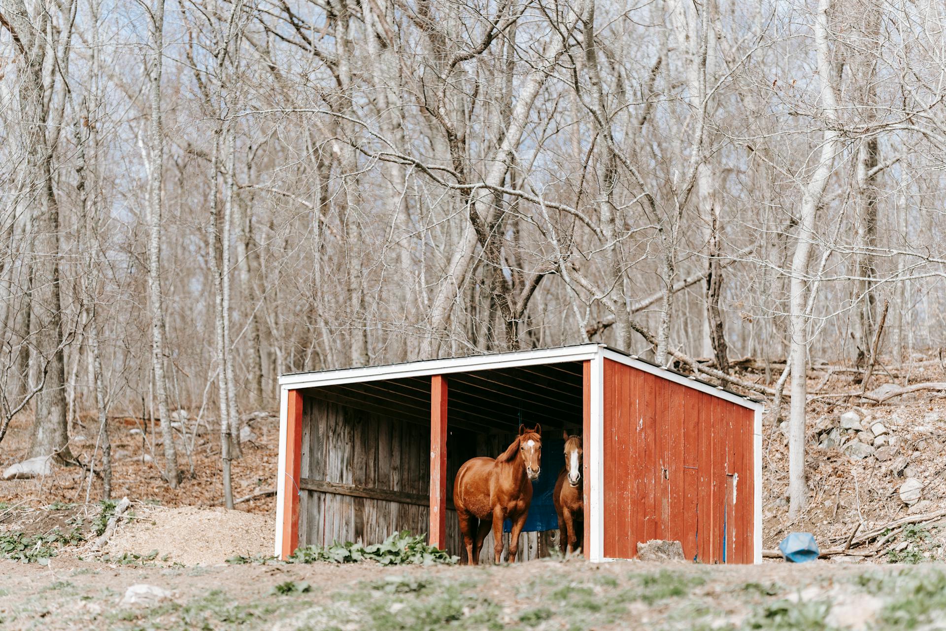 Horses in Wooden Shed