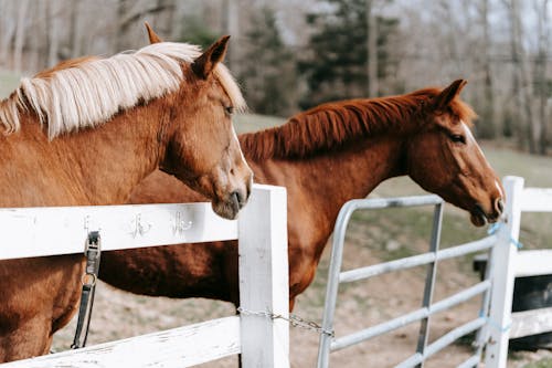 Foto profissional grátis de animal, cabeças, cavalos