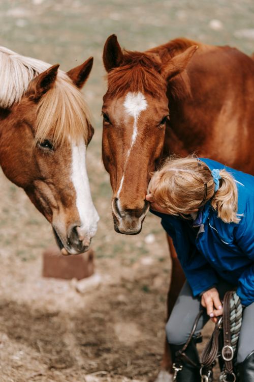 Free A woman lovingly kisses two brown horses outdoors, showcasing a bond between humans and animals. Stock Photo
