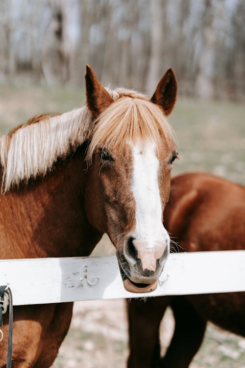 Foto d'estoc gratuïta de animal, cavall, foto vertical