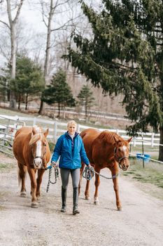 Free stock photo of adult, cavalry, equestrian