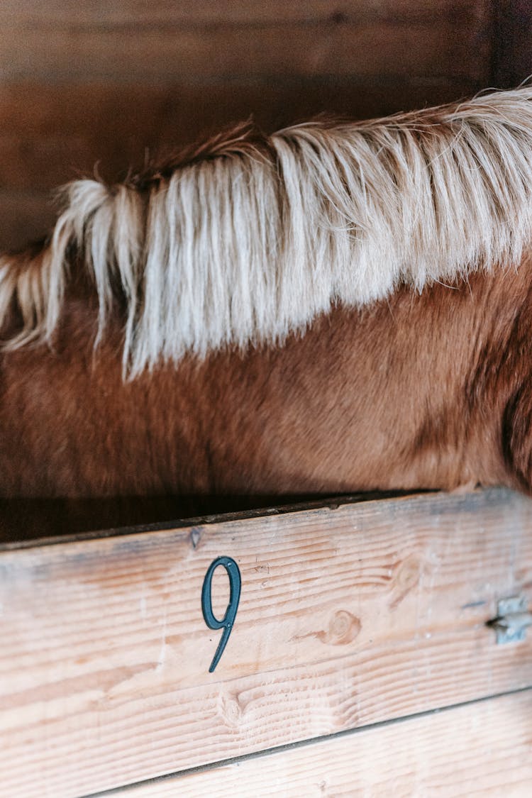 Close Up Of Horse In Stable