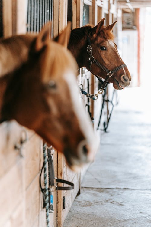 Fotos de stock gratuitas de animales de granja, animales domésticos, caballos