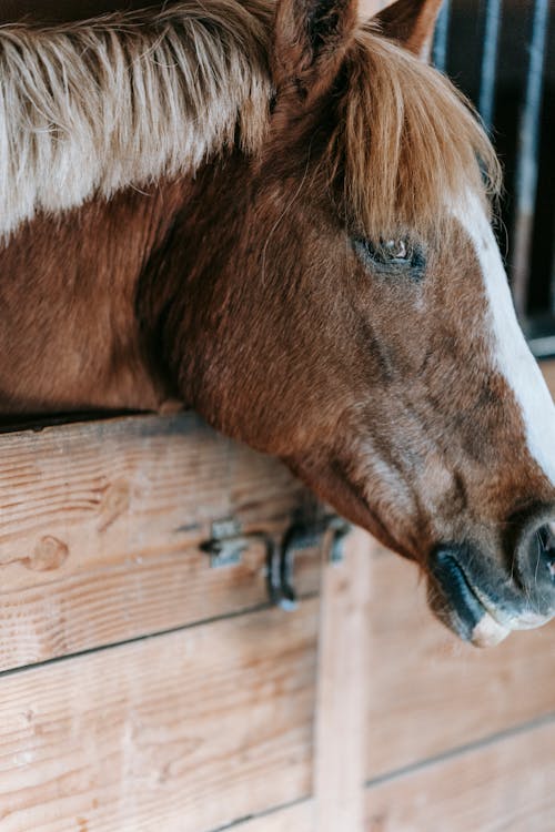 Free Close-Up Shot of a Brown Horse Stock Photo