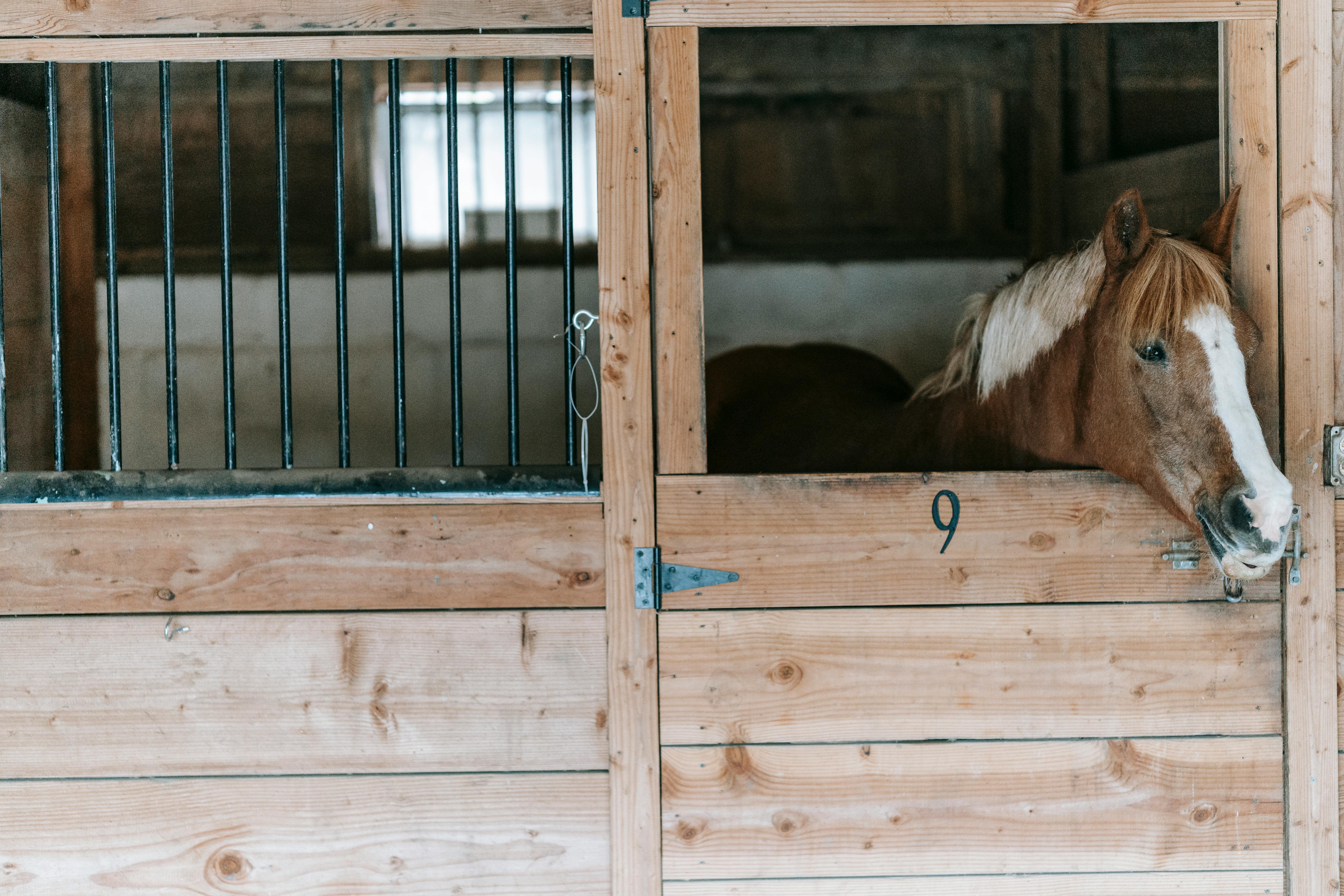 Should a horse be stabled at night?