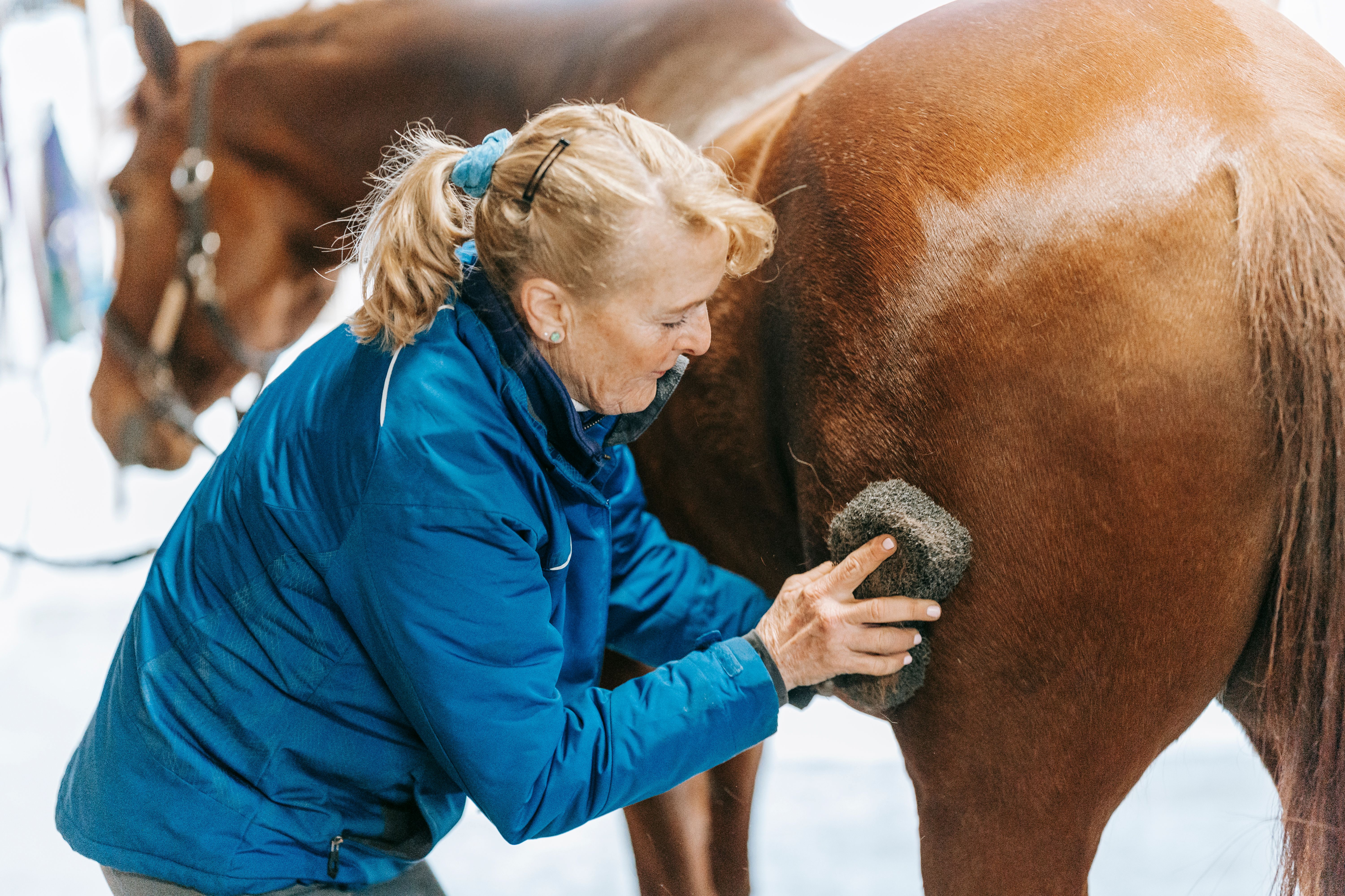 Veterinarian examining a horse during a checkup