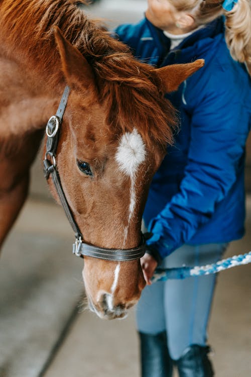 Free A Woman Caring for a Brown Horse Stock Photo