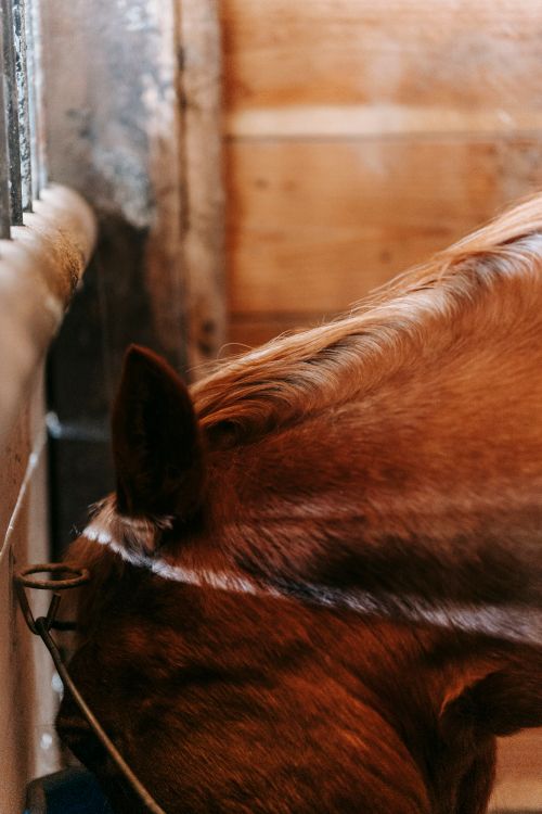 Free Detailed shot of a brown horse's mane inside a stable, highlighting its texture and color. Stock Photo