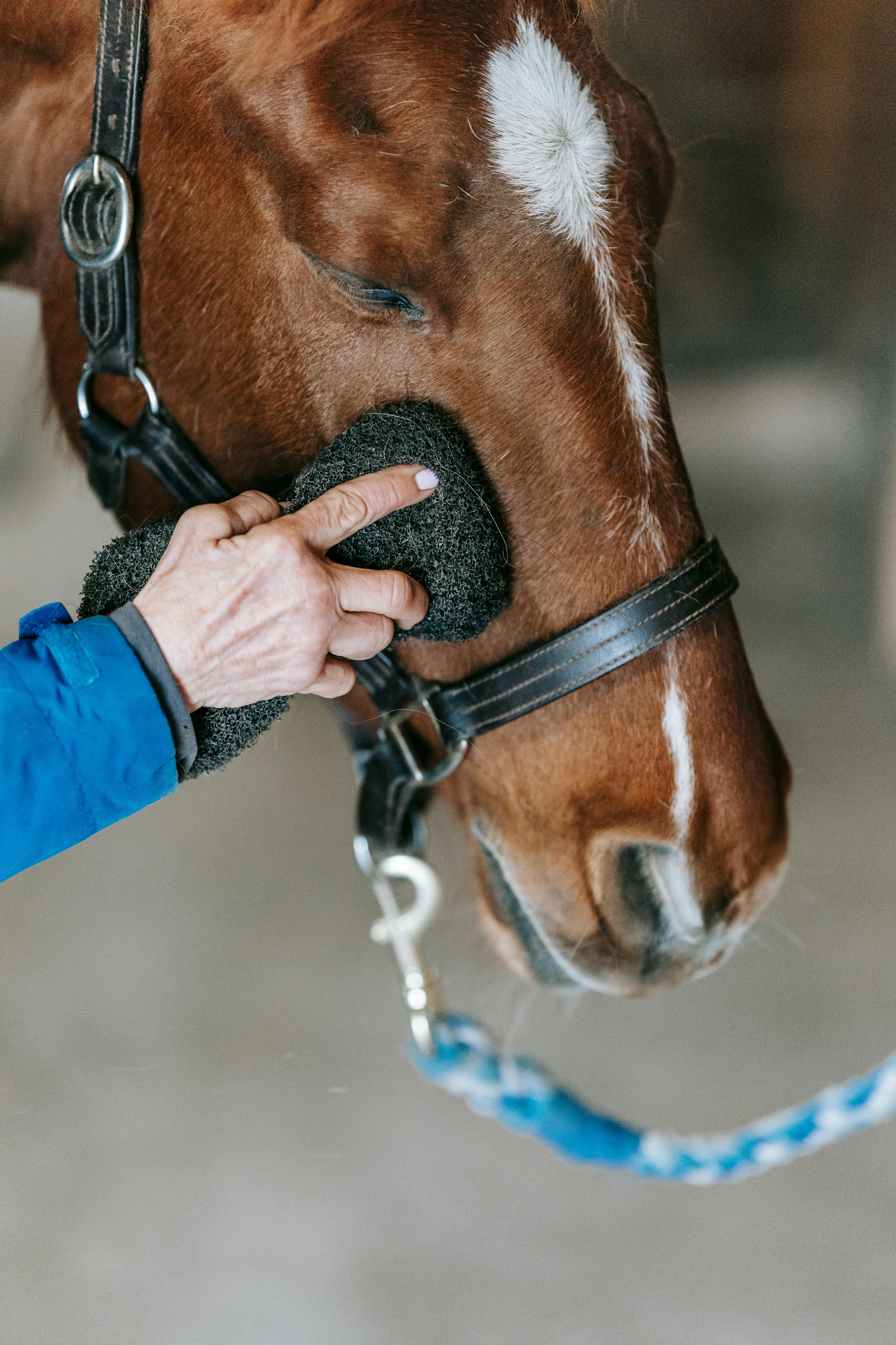 Coastal Scrub Animal Photos, Download Free Coastal Scrub Animal Stock Photos & HD Images