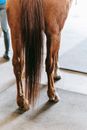 Brown Horse on Gray Concrete Floor