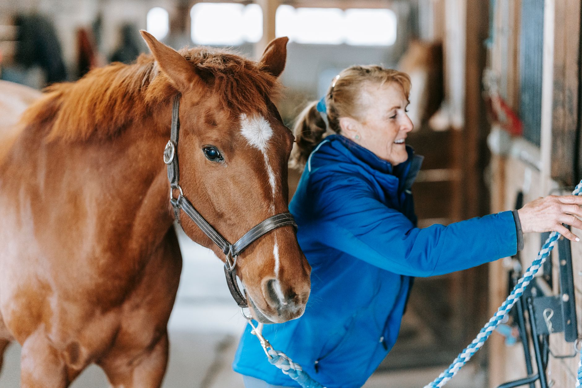 Veterinarian examining a horse during a checkup