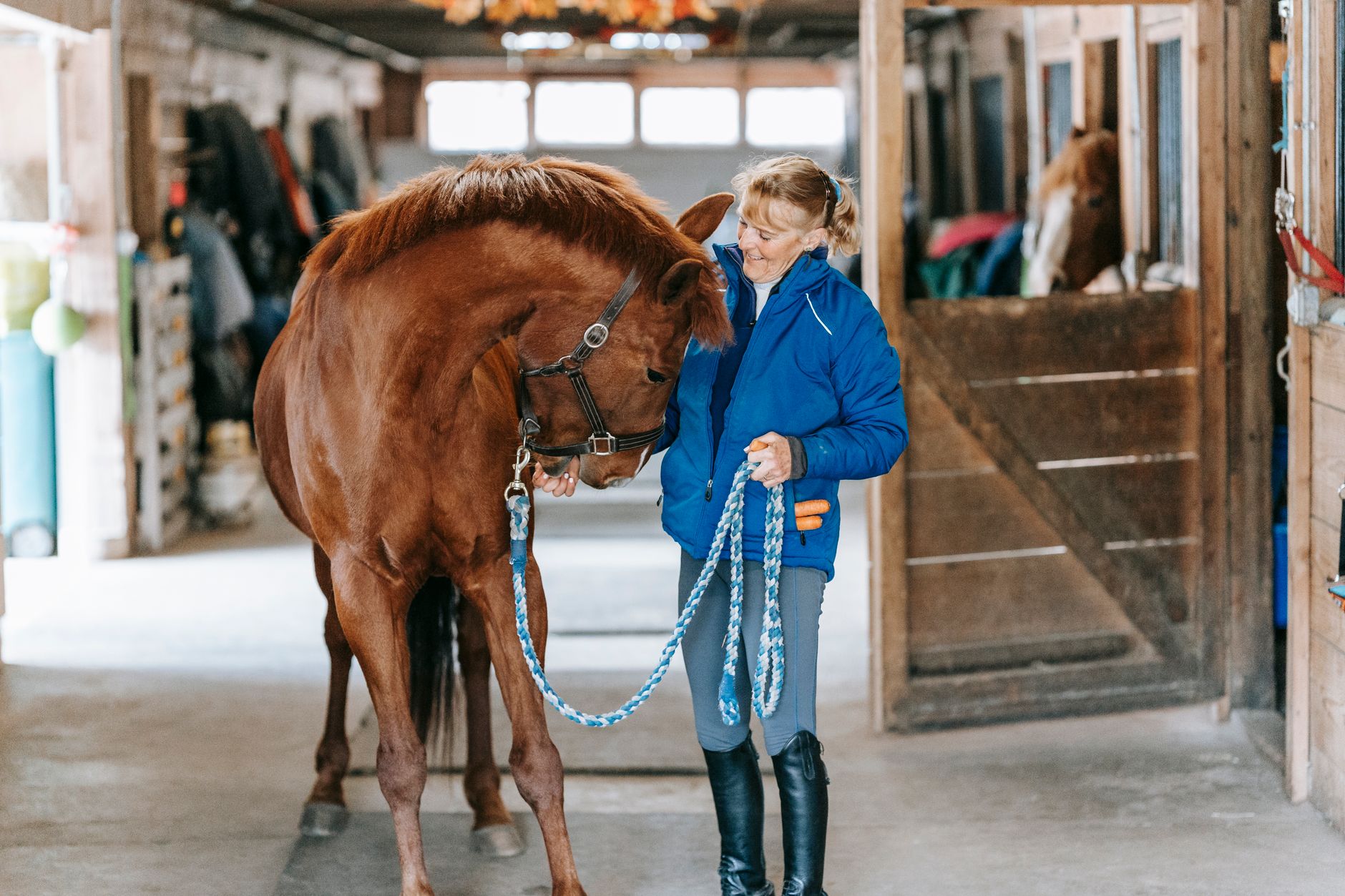 Healthcare and wellness consultation for a horse