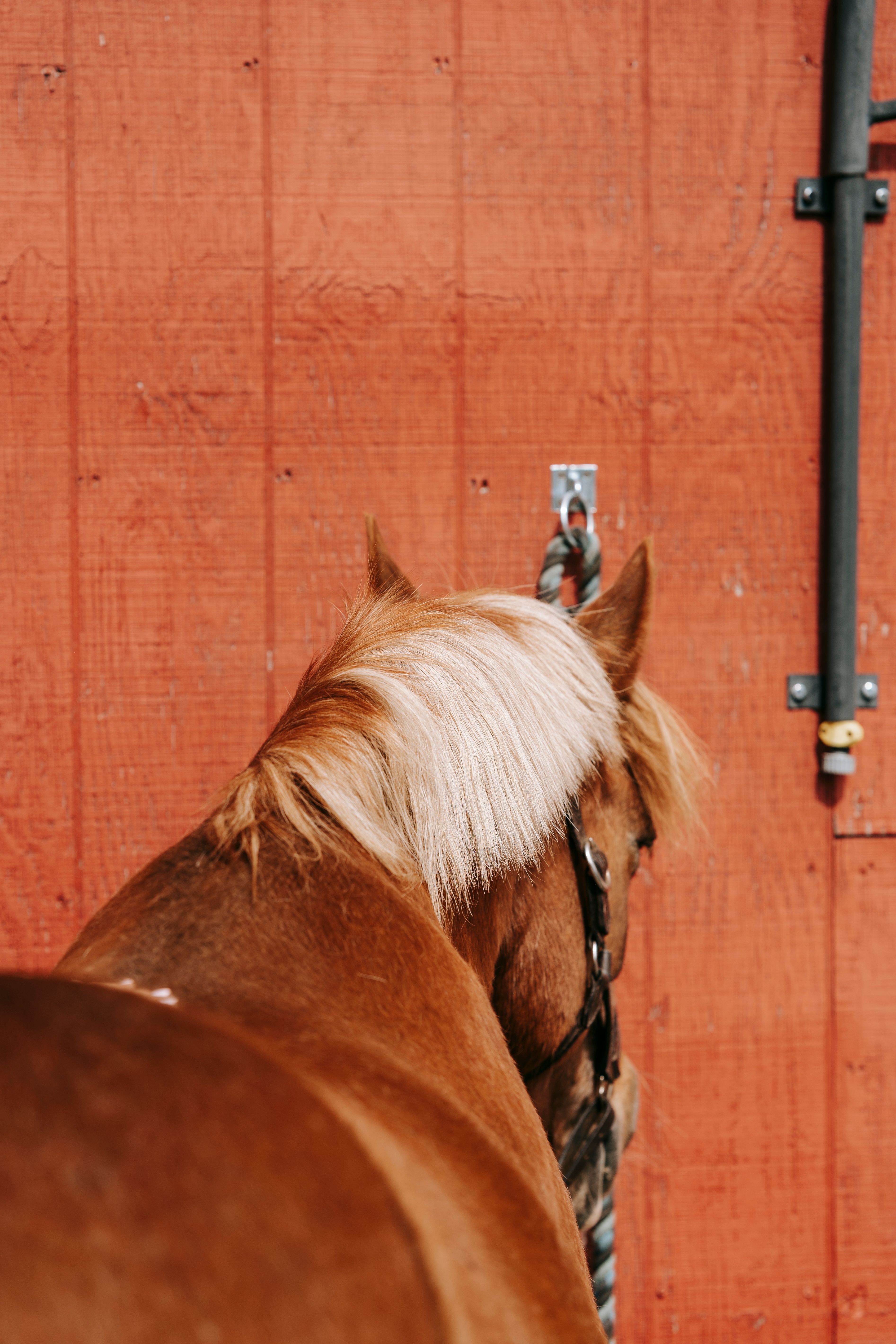 A Horse in Ranch · Free Stock Photo