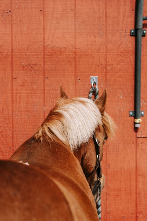 Free Brown Horse Standing Beside Brown Horse Stock Photo