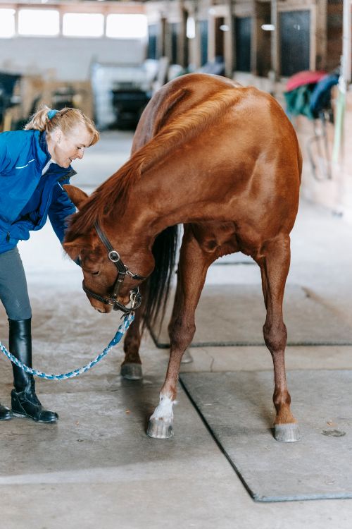 Woman with a Horse in a Stable · Free Stock Photo