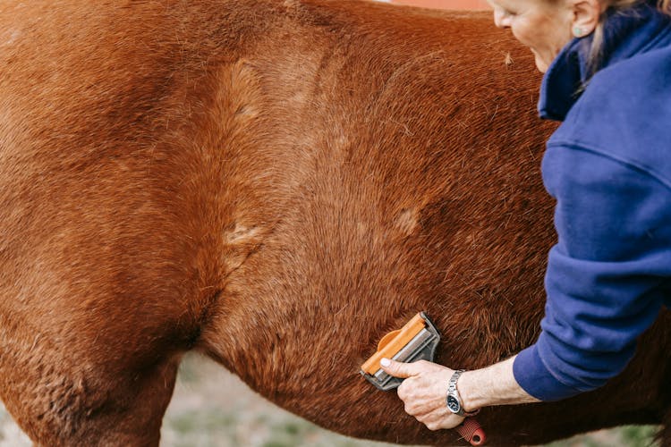 A Woman Brushing Her Horse