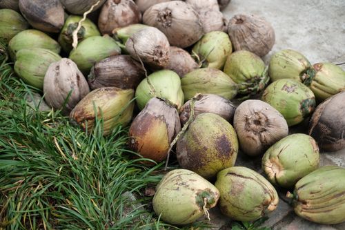 Free Close-up of coconuts on grass, highlighting harvest in Vietnam. Stock Photo