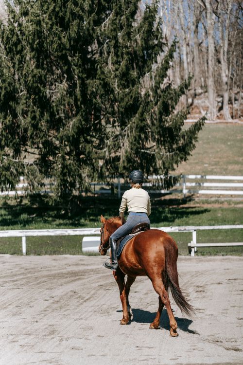 Free A person horseback riding in an outdoor arena, surrounded by trees on a sunny day. Stock Photo