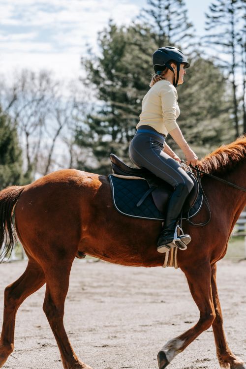 Free A woman in equestrian gear rides a horse outdoors, enjoying a sunny day. Stock Photo