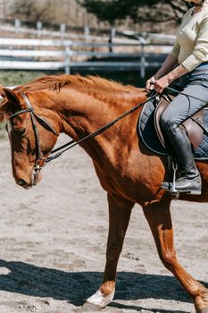 Free stock photo of adult, bridle, cavalry