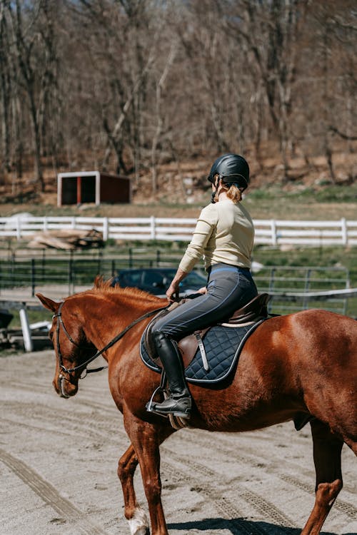 동물, 라이더, 말의 무료 스톡 사진