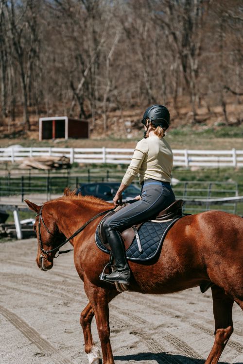 Free A young woman riding a chestnut horse in an outdoor paddock during a sunny day. Stock Photo