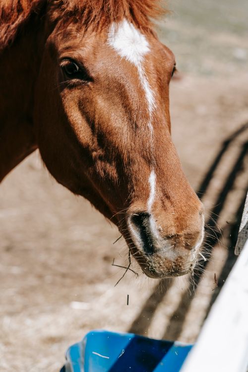 Free A detailed portrait of a chestnut horse with distinctive markings eating outdoors. Stock Photo