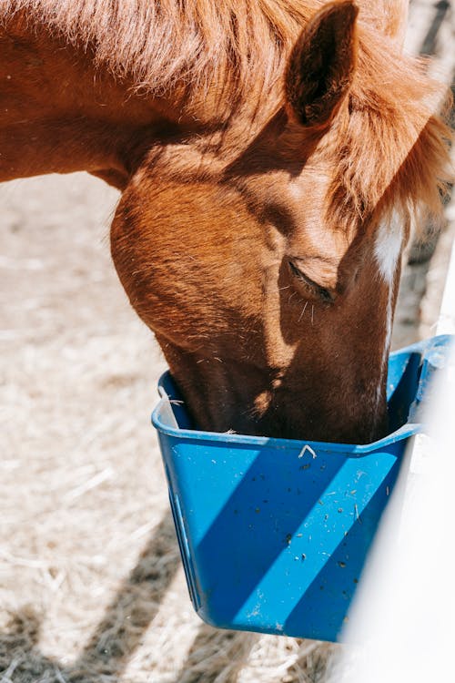 Free Brown Horse Eating on Blue Plastic Container Stock Photo