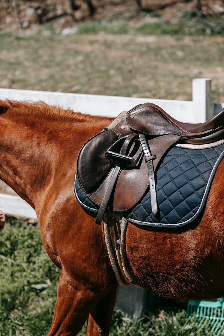 Close Up Of Horse With Saddle