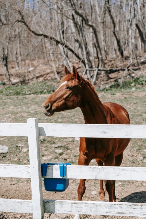 Free A lone chestnut horse standing by a wooden fence in a rural area on a clear day. Stock Photo