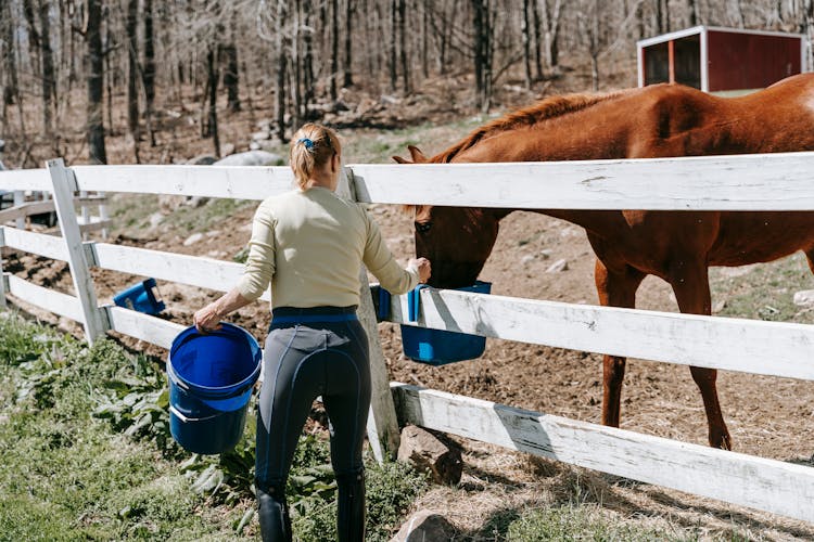 Woman Giving Water To Horse