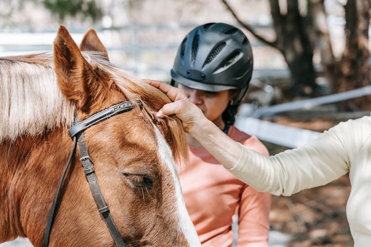 Woman And Girl Grooming Horse