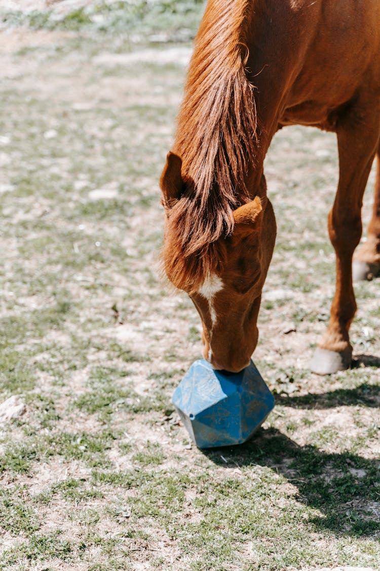 Horse With Toy